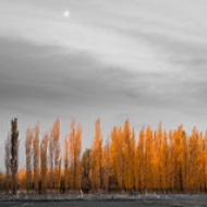 Shinning alamos Shinning alamos • <a style="font-size:0.8em;" href="https://www.flickr.com/photos/54090369@N05/7627119002/" target="_blank">View on Flickr</a>