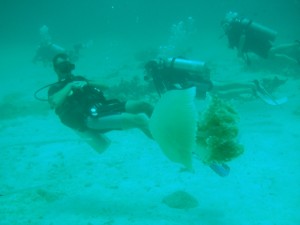 Big little one-Kho Phangan-Thailand