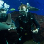 Feeding the rays-Singapore